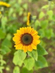 single open sunflower with blurred background