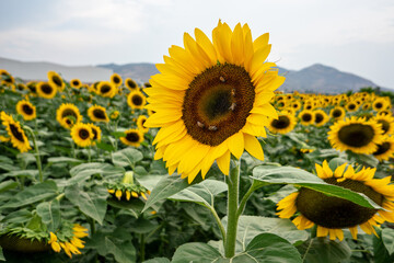 Sunflower Fields Mexico
