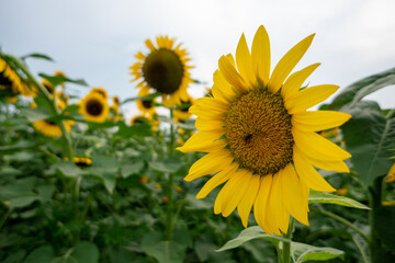 Sunflower Fields Mexico