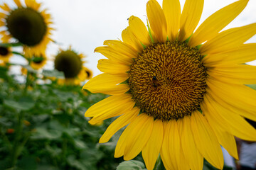 Sunflower Fields Mexico