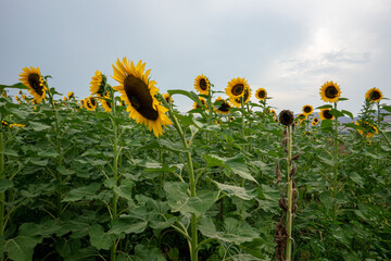 Sunflower Fields Mexico