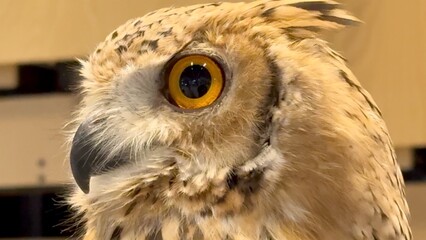  Desert owl, with its wide yellow eyes full of curiosity, represents mystery and wisdom of UAE wilderness. symbol of the regions untamed beauty and cultural significance. 