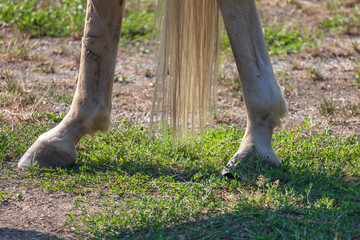 Fototapeta premium Two legs of a white horse. Hooves stand on the meadow.