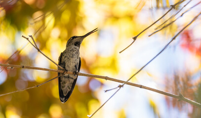 Sombre Hummingbird sits on a branch with a grey sky as background in Brazil