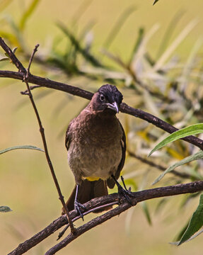 Dark-capped Bulbul Pyconotus tricolor 8080