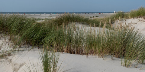 Dünenhafer und Strandlandschaft auf der Frischen Nordseeinsel Amrum