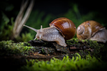 garden snail on moss in the forest