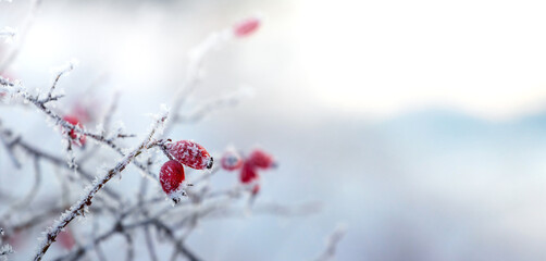 frost-covered rosehip bush with red berries in winter on a light blurred background