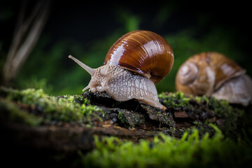 garden snail on moss in the forest