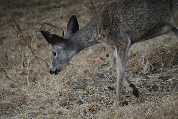 deer