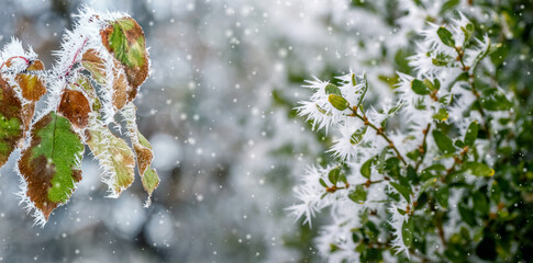 frost covered boxwood bush with green leaves and tree branch with dry leaves in winter during snowfall