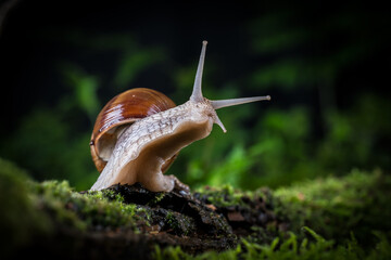 garden snail on moss in the forest