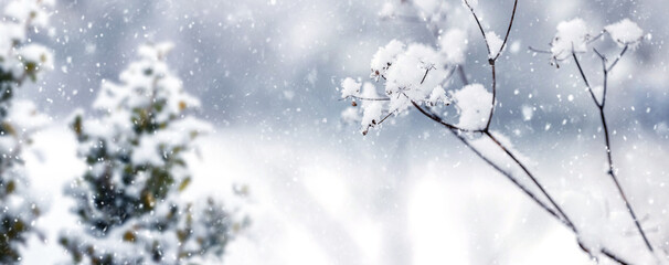 snowfall in winter, snowy plants on a blurred background