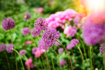 Obraz premium A Beautiful flowers in nature in the park background