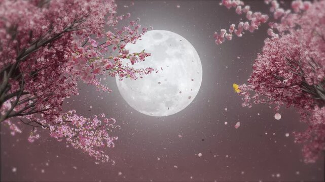 Cherry blossoms and full moon, moonlight, Japanese night scene, night sky, loop background