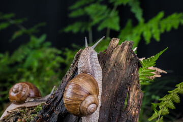 garden snail on moss in the forest