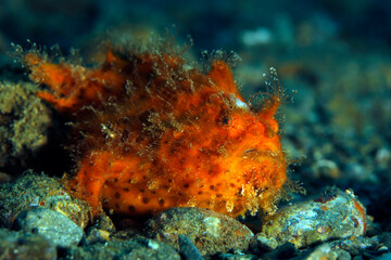 Hairy Frogfish (Antennarius Striatus), Lembeh Strait, Indonesia