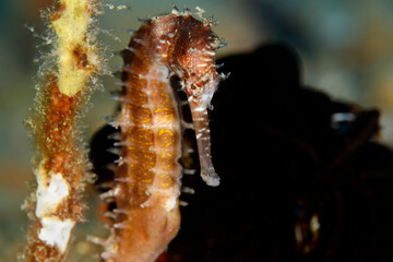 Spiny Seahorse (Hippocampus histrix, aka Thorny Seahorse). Ambon, Indonesia