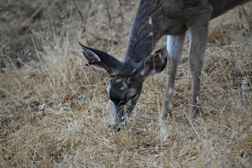 deer in the field