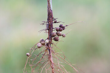 Nodules of soybean roots. Atmospheric nitrogen-fixing bacteria live inside.