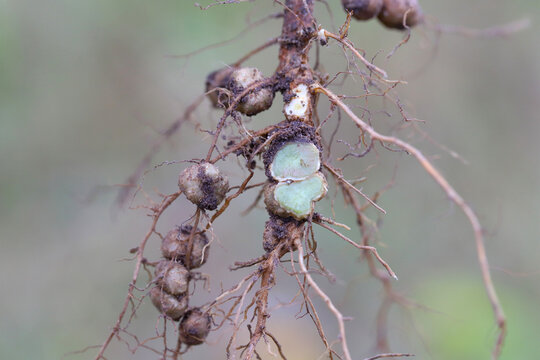 Nodules of soybean roots. Atmospheric nitrogen-fixing bacteria live inside. Two nodule cut, Cross-section and inside visible.