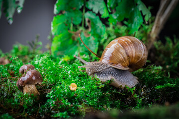 garden snail on moss in the forest