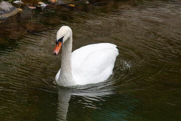 Fototapeta premium A white swan swims across a lake with dark water.