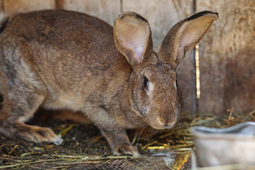 Close-Up of Brown Rabbit in Wooden Enclosure