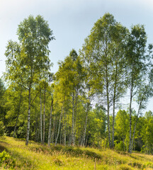 Elegant birch trees on mountain on sunny summer day