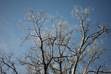 Oak in the snow. Tree in winter. Snow on large branches.