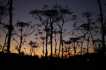 The plant against the background of the evening sky. Silhouette of a weed plant.