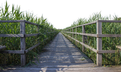 wooden bridge in the forest