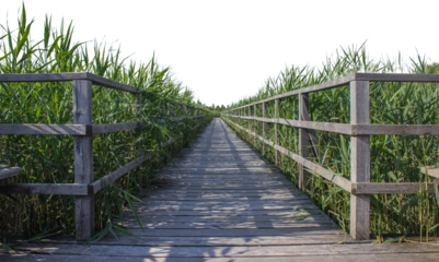 wooden bridge in the forest