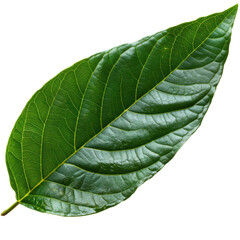 Obraz premium High-quality green leaf with intricate vein patterns, perfect for nature-themed projects and organic designs.