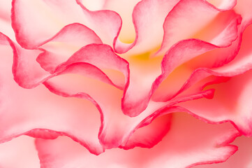 Pink begonia Petals in Soft Focus Macro Photography