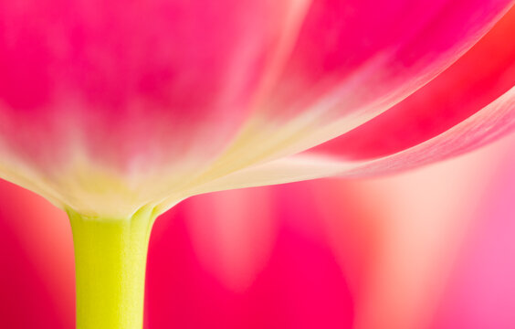 Fototapeta Vibrant Pink Tulip Close-Up with Soft Focus
