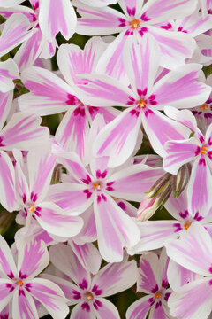 Whimsical Macro Shot of Gentle pink and white Candy Stripe phlox Flowers