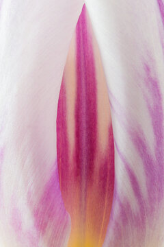 Mesmerizing macro view of delicate tulip petal