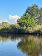 Pine Tree Over the Water