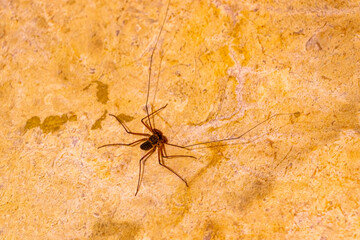 Scorpion spider on the ground cave insect in Mexico.