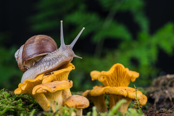 garden snail on moss in forest with mushroom