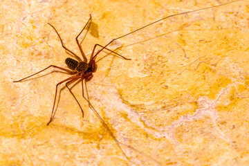 Scorpion spider on the ground cave insect in Mexico.