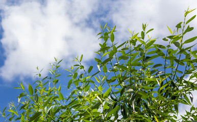 Green bright willow leaves against a blue sky