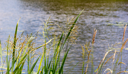 View of the river through blades of reed grass