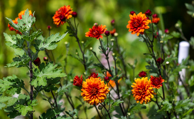 Orange chrysanthemums and green leaves
