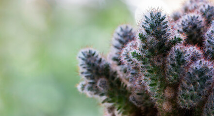 Obraz premium Plants, Cactus, Desert Plants, Cactus on a blurred background in an apartment