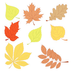 A set of multi-coloured leaves in a flat style. A colourful element of nature for design. Isolated plant object.