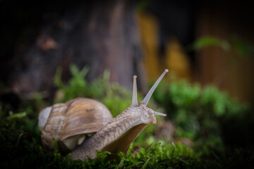 garden snail on moss in forest with mushroom