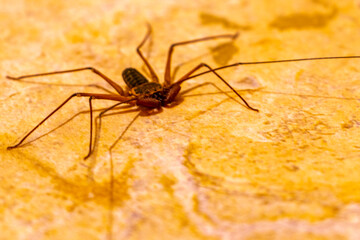 Scorpion spider on the ground cave insect in Mexico.