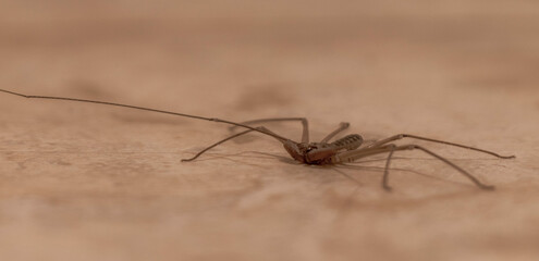 Scorpion spider on the ground cave insect in Mexico.